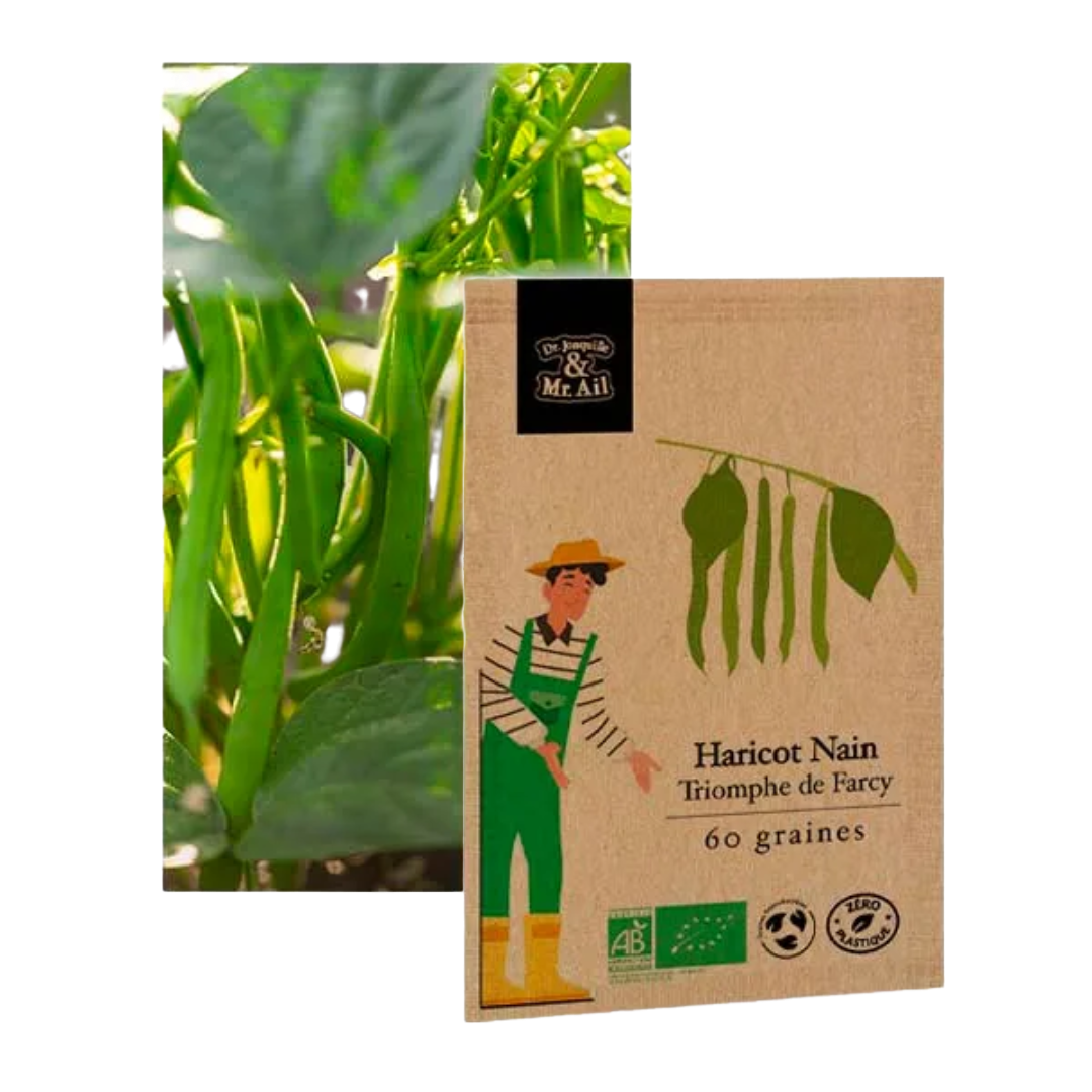 Haricots nain triomphe de Farcy