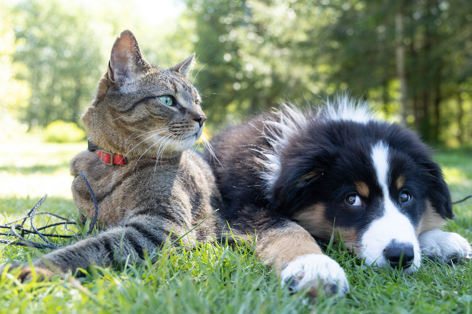 Le coin des Animaux