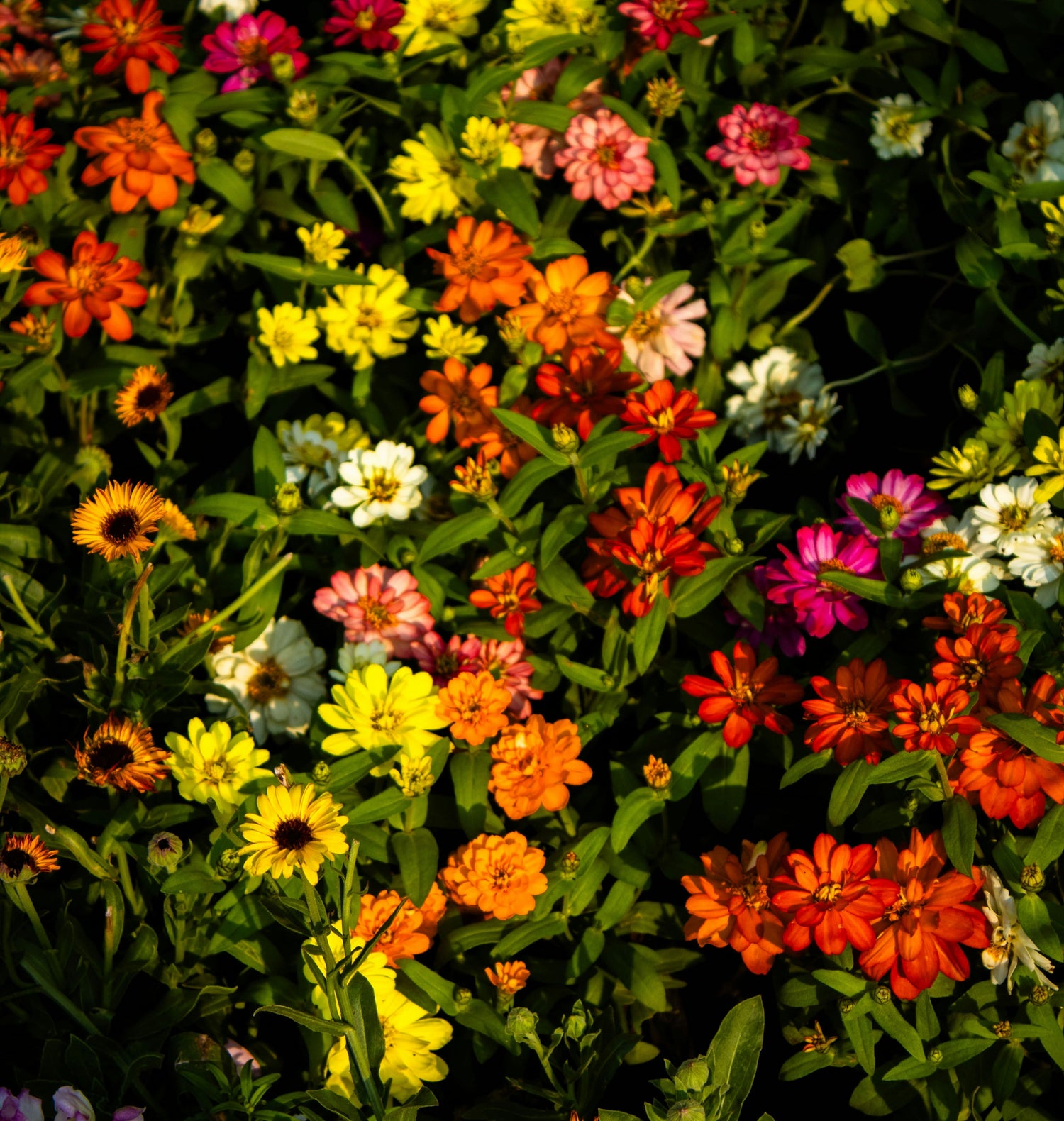 Le coin des Fleurs