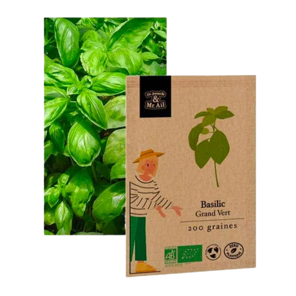 Basilic grand vert