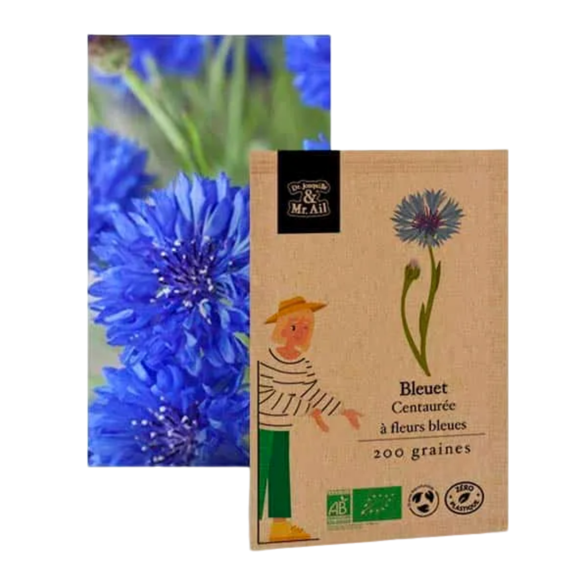 Bleuet centaurée à fleurs bleues