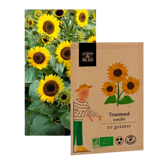 Tournesol ramifié